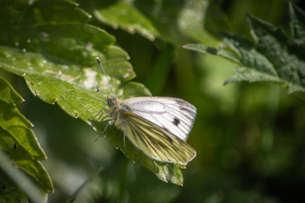 istock Green-veined white butterfly on a shiny green leaf 961613784