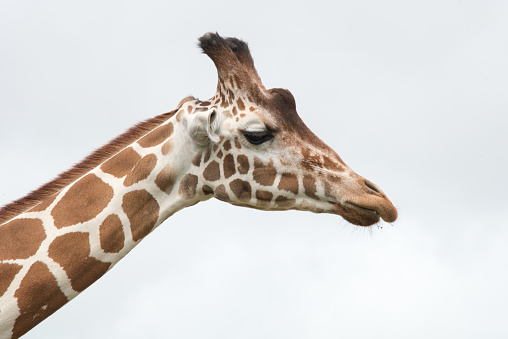 The reticulated giraffe (Giraffa camelopardalis reticulata), also known as the Somali giraffe. Samburu National Reserve, Kenya.