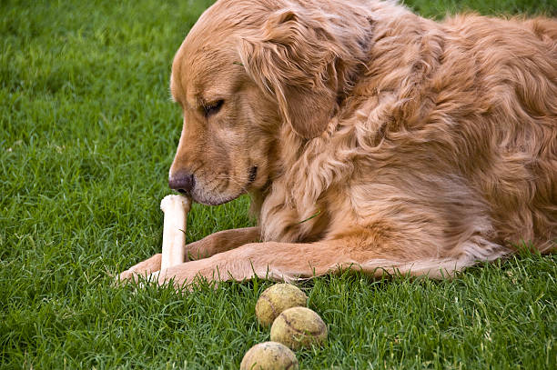 golden retreiver with bone stock photo