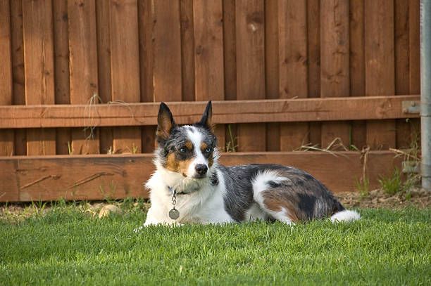 border-collie mix Festlegung in yard – Foto