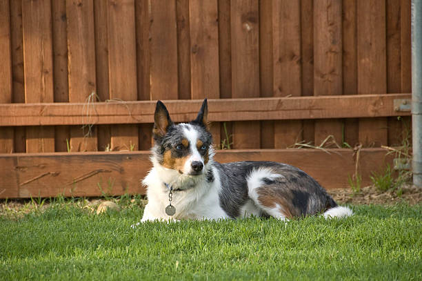 border collie mix laying down in yard stock photo