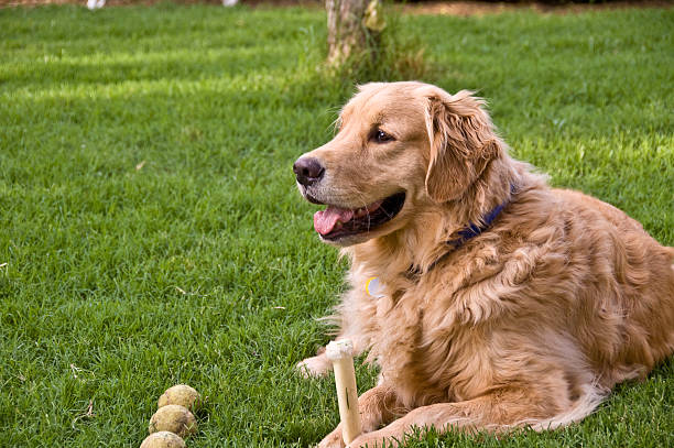 golden retriever laying in grass stock photo