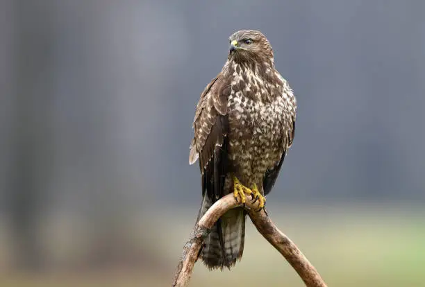 Common buzzard (Buteo buteo)