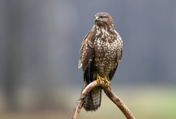 myszołówka zwyczajny - eurasian buzzard zdjęcia i obrazy z banku zdjęć