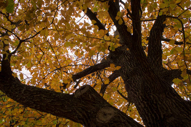 istock canopy view of yellow autumn/fall leaves 961619960