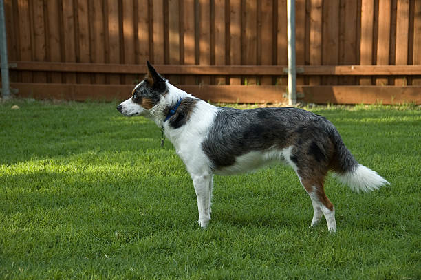 cow Hund mix stehen in yard – Foto