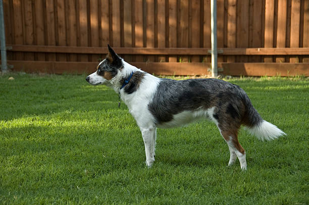 cow dog mix standing in yard stock photo