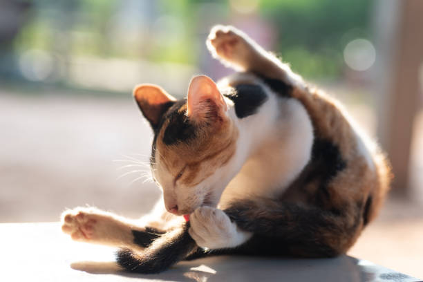 sacar la lengua stick gato tricolor y lamer a sí mismo - grooming fotografías e imágenes de stock