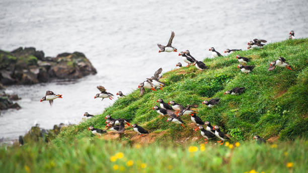 Landscape and North Atlantic puffins at Icelandic seashore