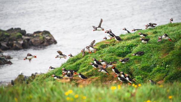Landscape and North Atlantic puffins at Icelandic seashore Landscape and North Atlantic puffins at Icelandic seashore, late summer time mykines faroe islands photos stock pictures, royalty-free photos & images