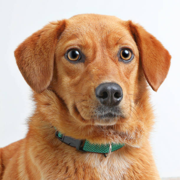 istock Mixed-breed dog hoping to be adopted 961625062