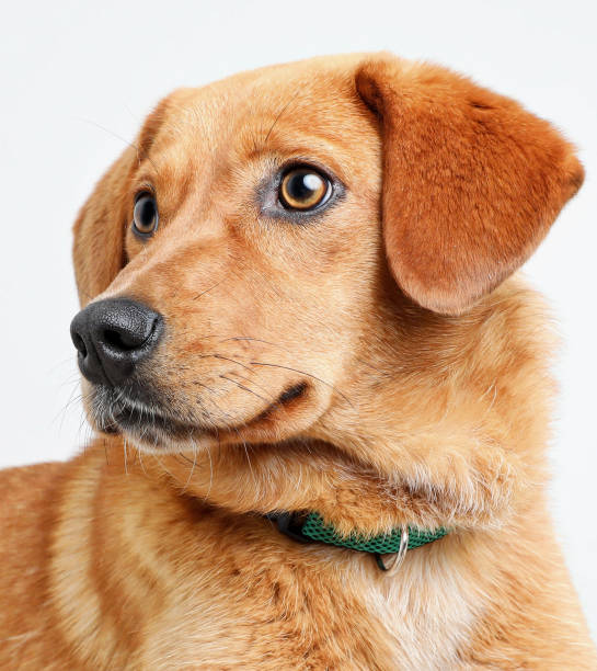 istock Mixed-breed dog hoping to be adopted 961625088