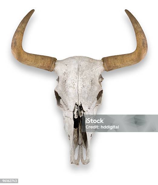 Aislado De Cráneo De Vaca Foto de stock y más banco de imágenes de Animal muerto - Animal muerto, Color - Tipo de imagen, Con cuernos