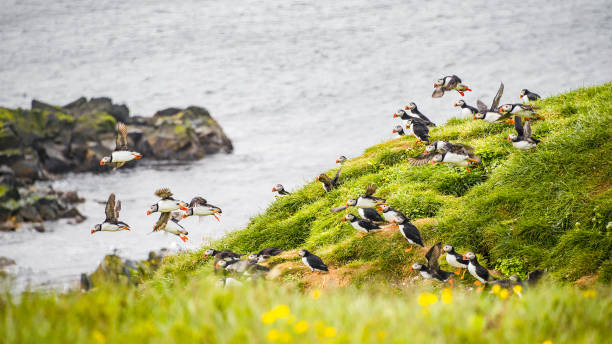 istock Landscape and North Atlantic puffins at Icelandic seashore 961627948