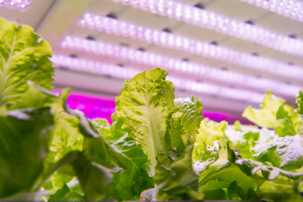 istock Greenhouse vegetables Plant with Led Light Indoor Farm Technology 961628764