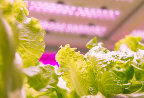 istock Greenhouse vegetables Plant with Led Light Indoor Farm Technology 961628786