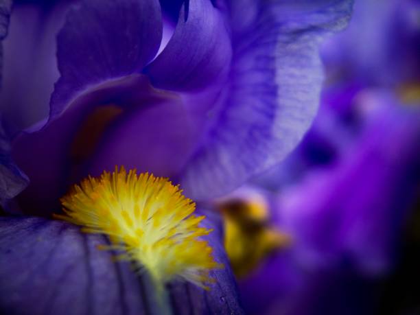 istock Purple flower closeup 961629690