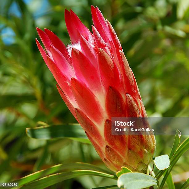 Protea Kwiat - zdjęcia stockowe i więcej obrazów Afryka - Afryka, Bez ludzi, Biggest