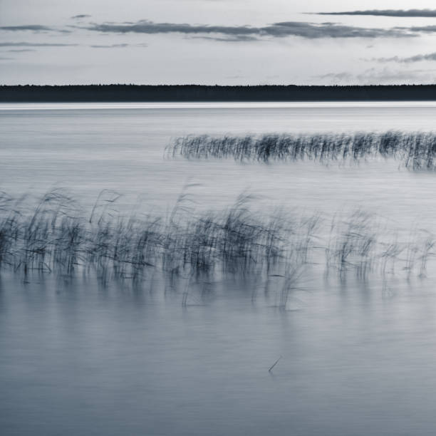 istock Reeds in the lake 961630144