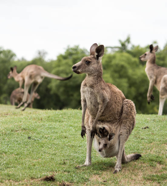 австралийский родной кенгуру мать с ребенком джои в сумке стоял в поле - kangaroo joey marsupial mammal стоковые фото и изображения