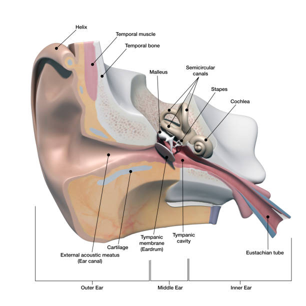 Hearing Aid For Deaf Children. Kid Ear Sound