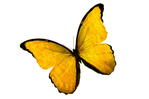 Butterfly isolated on yellow background