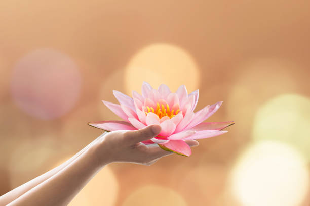 vesak day, buddhist lent day, buddha's birthday worshiping concept with woman's hands holding water lilly or lotus flower - buddhist puja imagens e fotografias de stock