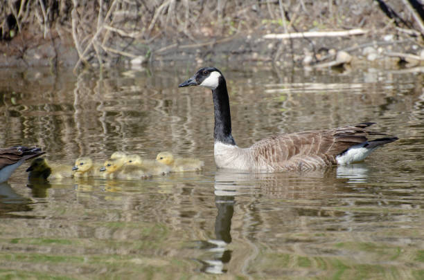 istock Canada Geese Family 961635044