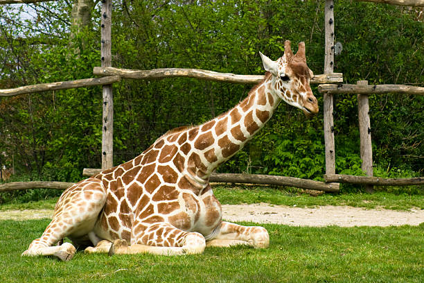 Sitting giraffe stock photo
