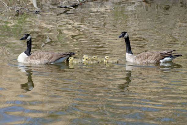 istock Canada Geese Family 961637154