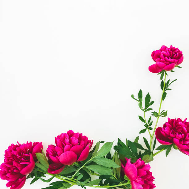 istock Floral frame with red peonies flowers and leaves on white background. Flat lay, top view. Pattern made of flowers 961637814