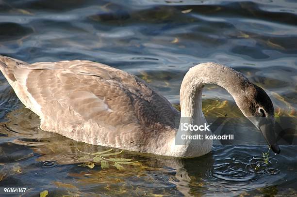 Swan Ritratto - Fotografie stock e altre immagini di Acqua - Acqua, Ala di animale, Ambientazione tranquilla