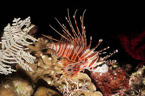 Reef by night: Spotfin Lionfish or Broadbarred Firefish Pterois antennata  pterois antennata lionfish stock pictures, royalty-free photos & images