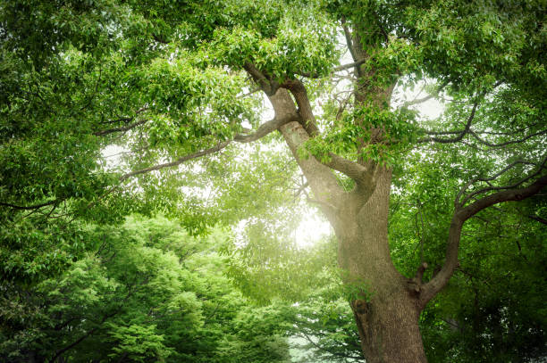 istock Evergreens in the forest of Japan 961645368
