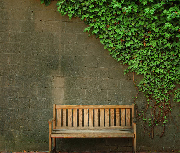 istock Empty wooden bench near wall with an ivy canopy. 96164564