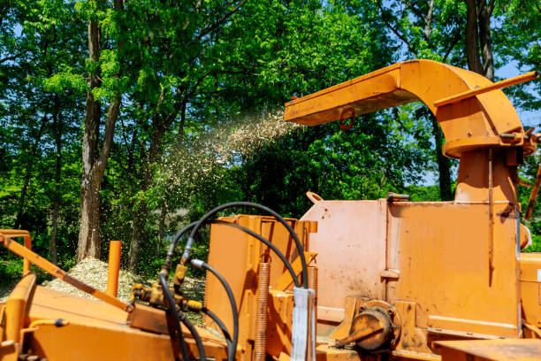 istock Wood chipper blowing tree branches cut A tree chipper or wood chipper is a portable machine used for reducing wood into smaller wood chips. 961652078