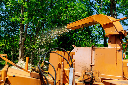 A tree chipper or wood chipper is a portable machine used for reducing wood into smaller wood chips blowing tree branches cut up into the back of a truck.