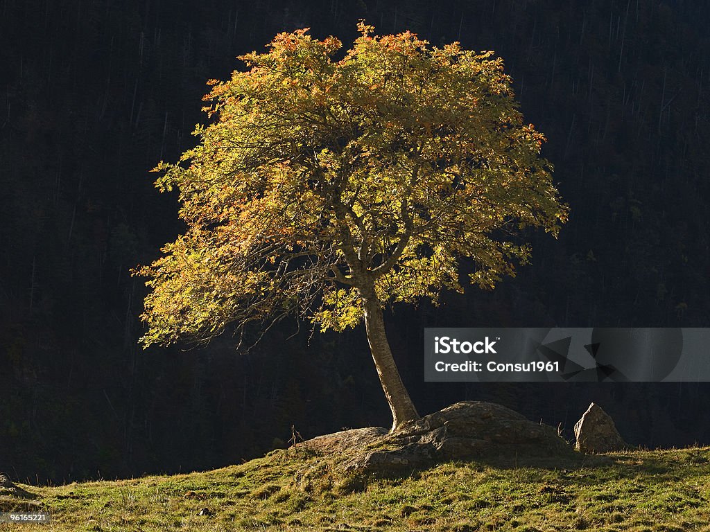 El árbol de la vida del árbol de la vida - Foto de stock de Aislado libre de derechos