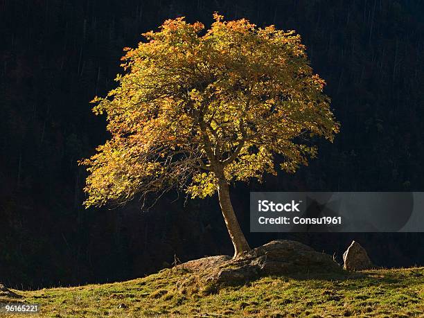El Árbol De La Vida Del Árbol De La Vida Foto de stock y más banco de imágenes de Aislado - Aislado, Color - Tipo de imagen, Comunidad Autónoma de Cataluña