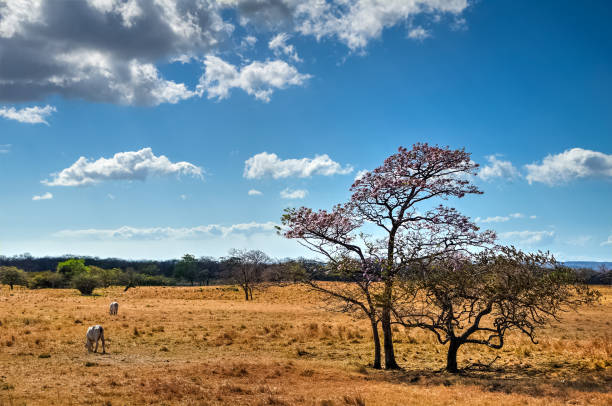 равнины гуанакасте в сухой сезон. коста-рика. - prairie wide landscape sky стоковые фото и изображения