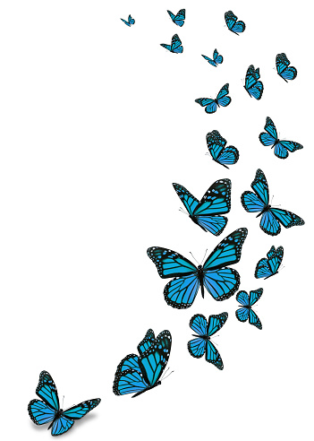 Hermosa mariposa monarca azul photo