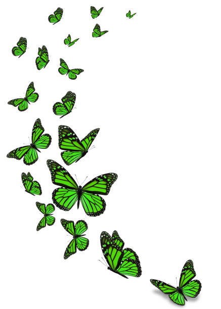 istock Beautiful green monarch butterfly 961655666