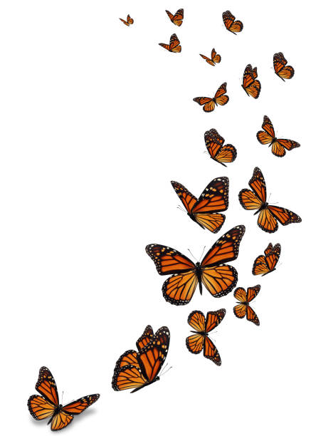hermosa mariposa monarca - butterfly monarch butterfly isolated flying fotografías e imágenes de stock