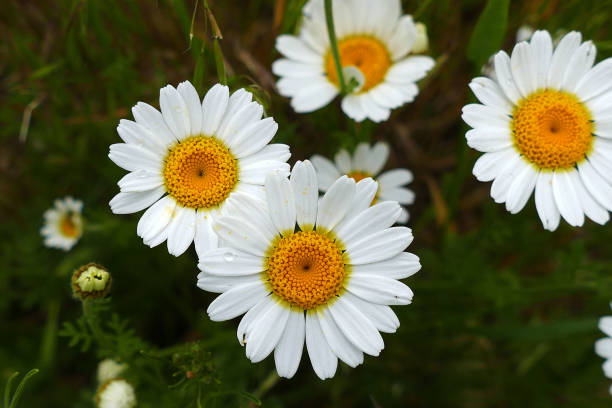 istock most natural and fresh white chamomile flowers, 961656330