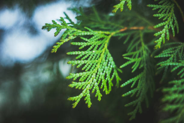 istock Green thuja in the park 961656398