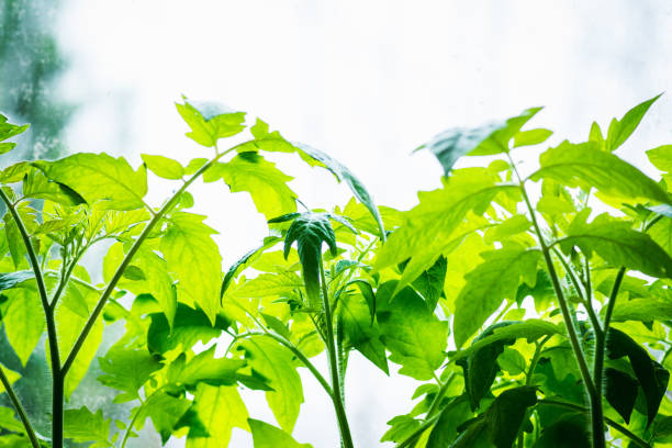 istock Tomatoes seedlings in the greenhouse 961656424