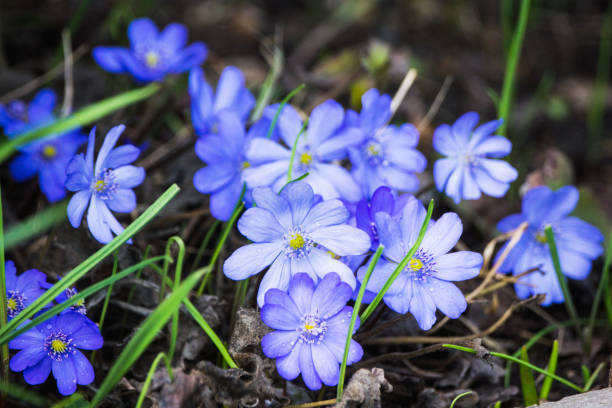 hepatica nobilis fleurir dans le jardin - nobilis photos et images de collection