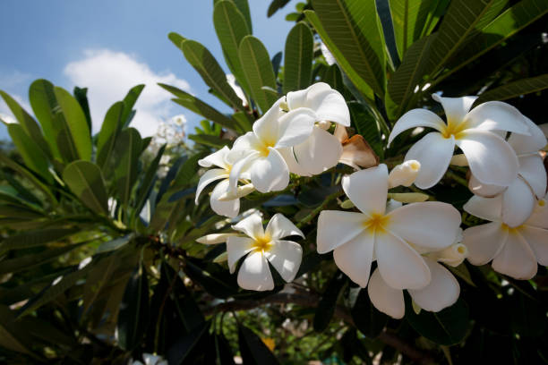 istock Frangipani flower white and yellow plumeria 961659886