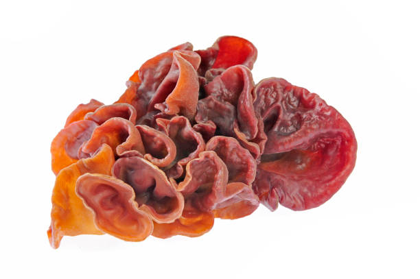 istock Black fungus on a white background 961659948