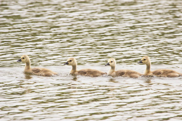 istock 4 Baby Geese Swimming in a Row 961660252